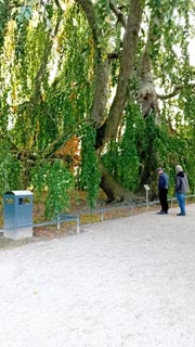 Sommerlinde 885 Jahre (2021)